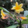 Summer Solstice Plumeria 1 - Homegrown