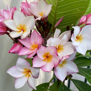 Plumeria (Moncerat) - Los Angeles, CA
