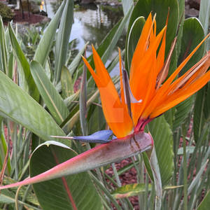 Bird of Paradise - Kauai, HI