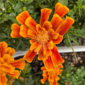 Bicolor French Marigold - Los Angeles, CA