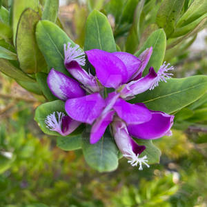 Myrtle Leaf Milkwort - Dana Point, CA