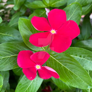 Periwinkle (Red) - Maui, HI