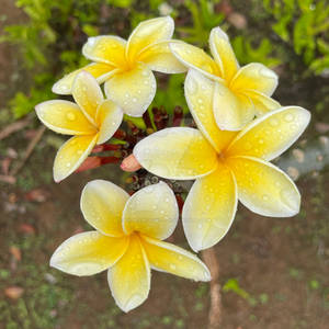 Plumeria (Yellow Frangipani) - Kauai, HI