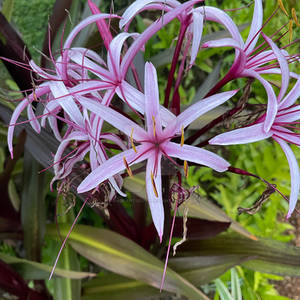 Giant Spider Lily - Kauai, HI