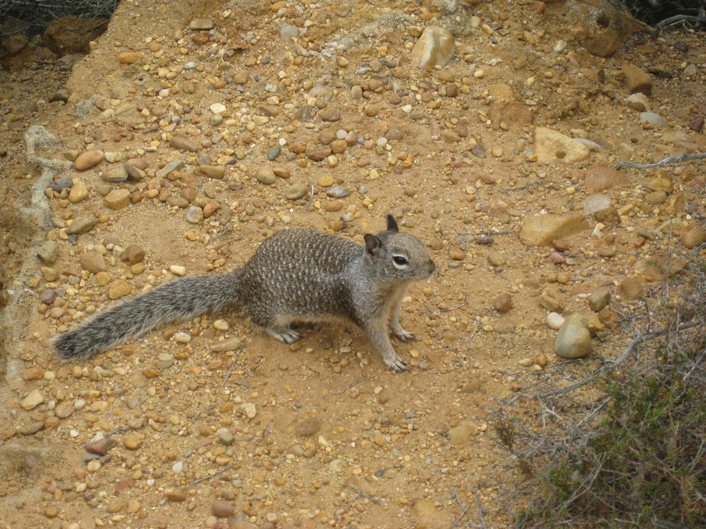 Squirrel 1