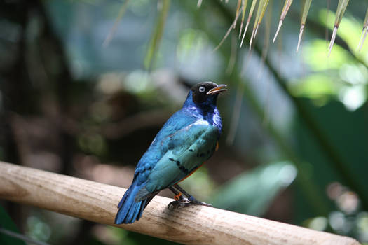 Superb Starling 3