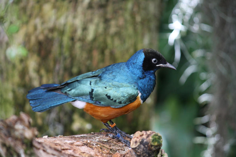 Superb Starling 4