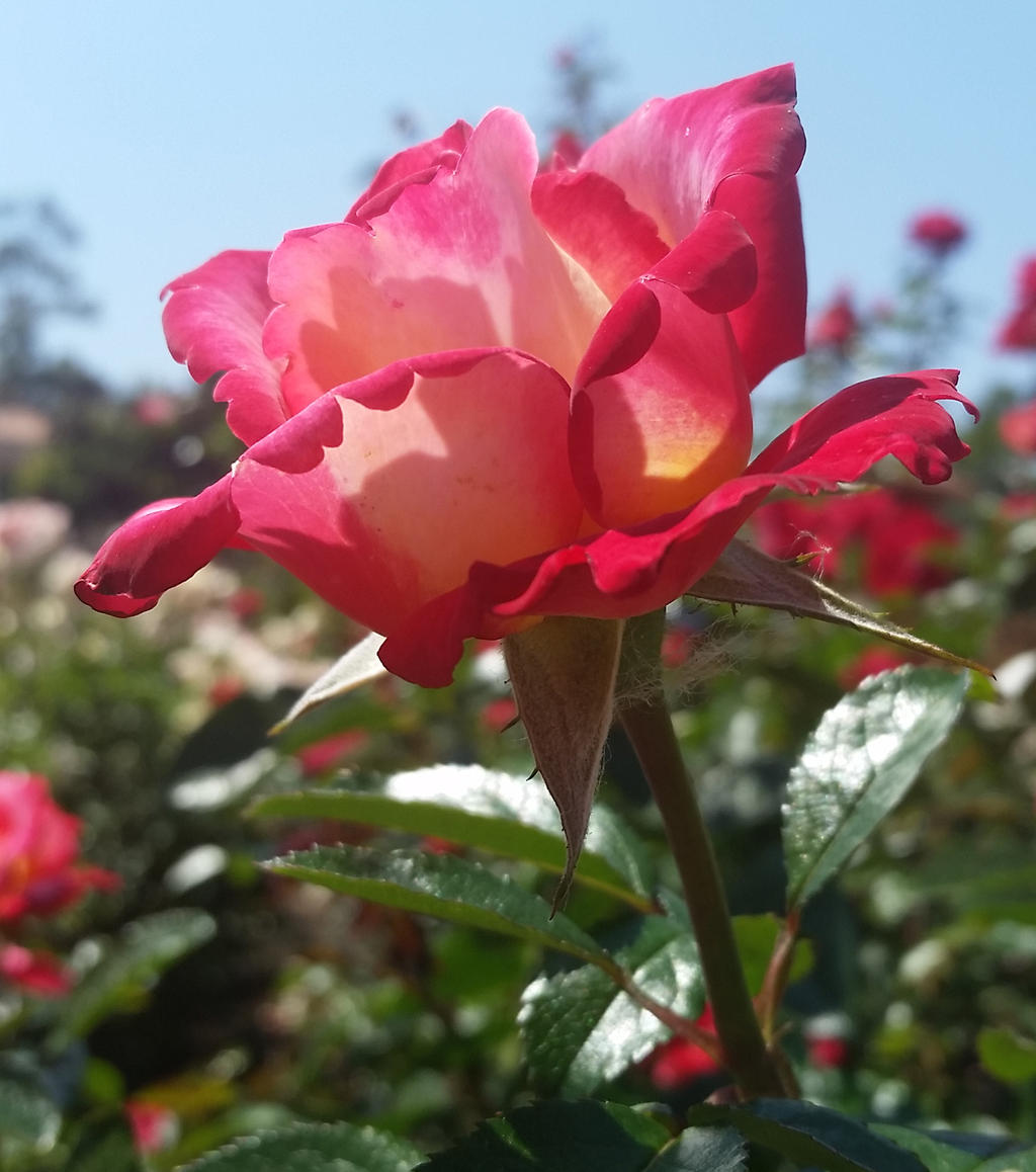 Rose 42 - Dick Clark by destinysWalrus on DeviantArt