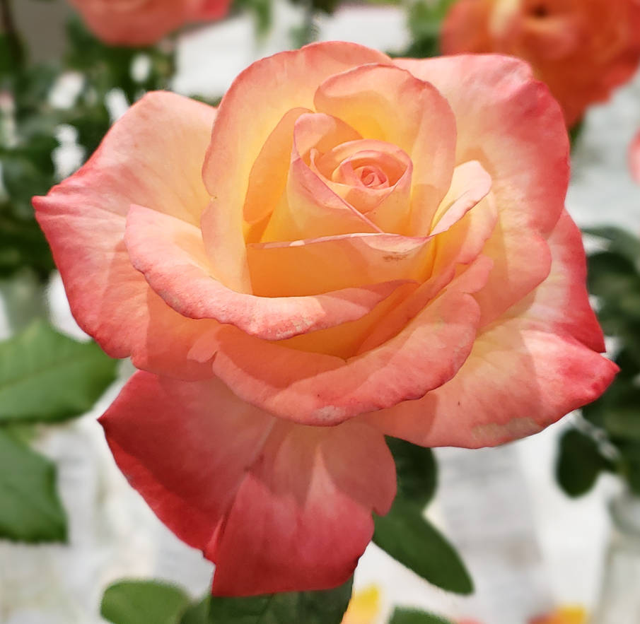 Cheweyeup Roses Rose 128 - Peachy Cheeks by destinysWalrus on DeviantArt
