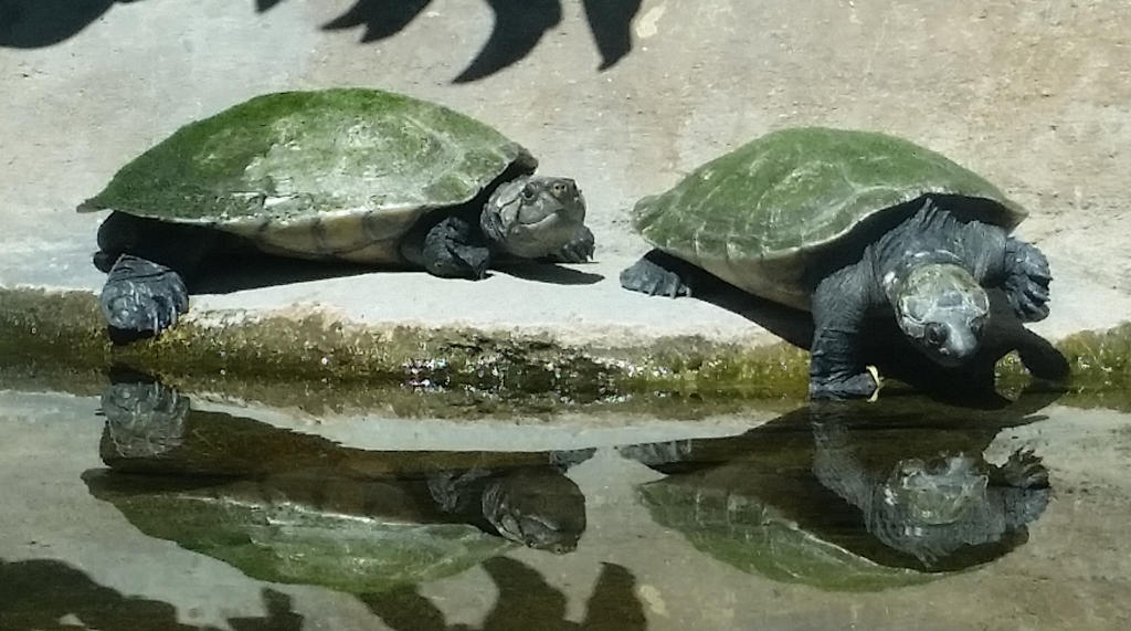 Turtles by destinysWalrus on DeviantArt