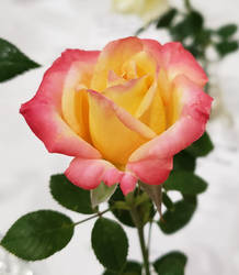 Rose 176 - Sweet Mallie