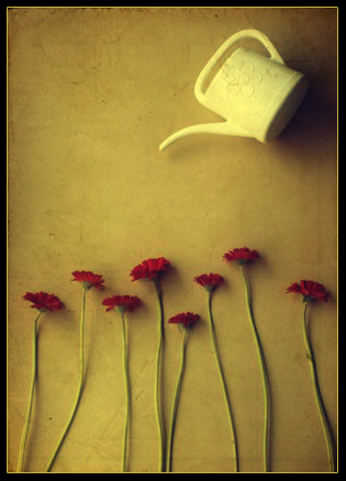 flowers in the window.