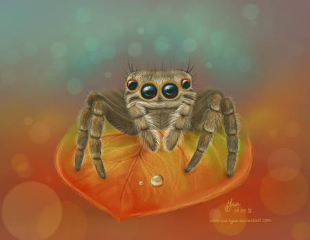 Jumping spider