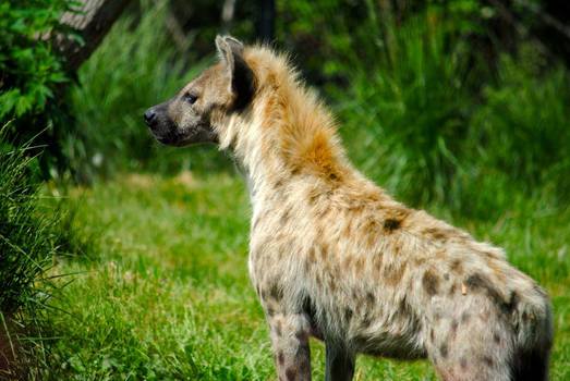 Amazonian Hyena Worrior...