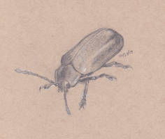 Beetle