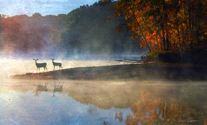 doe  fawn foggy fall morning