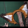 Red Fox Ears