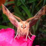 Brown Moth 2