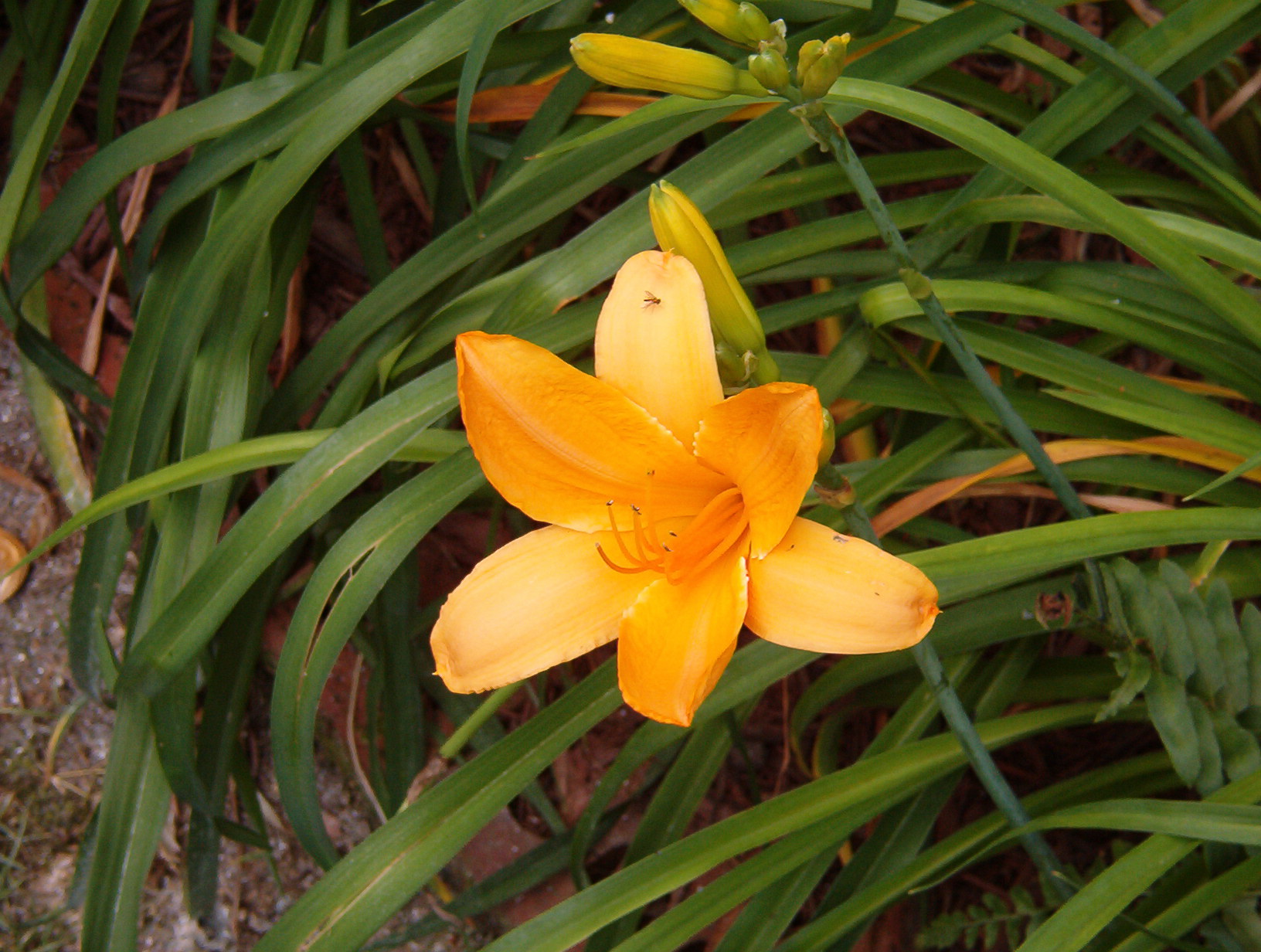 pdelgado flower