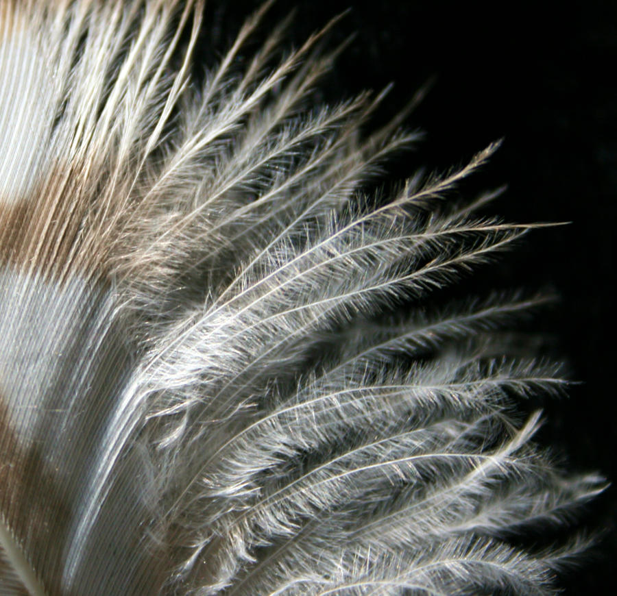 Feather