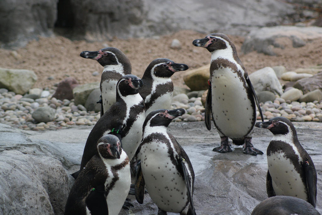 Пингвин гумбольдта. Spheniscus humboldti. Гумбольдтский Пингвин. Перуанские пингвины Гумбольдта. Пингвин Гумбольдта Чили.
