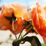 Orange Roses