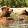 bear lunch