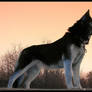 like balto