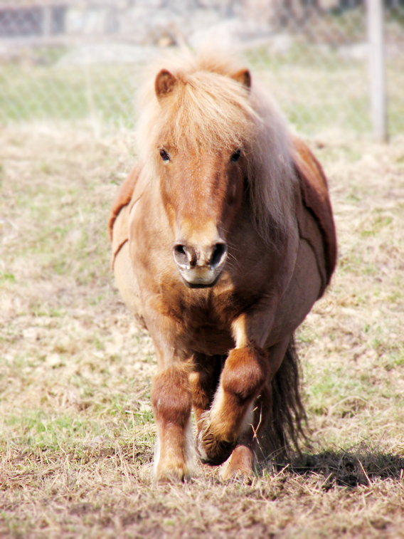 Shetland pony