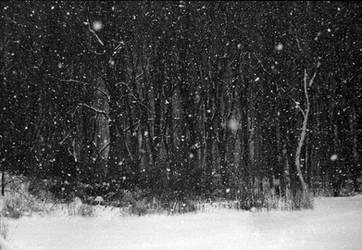 Falling Snow