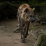 Spotted Hyena..