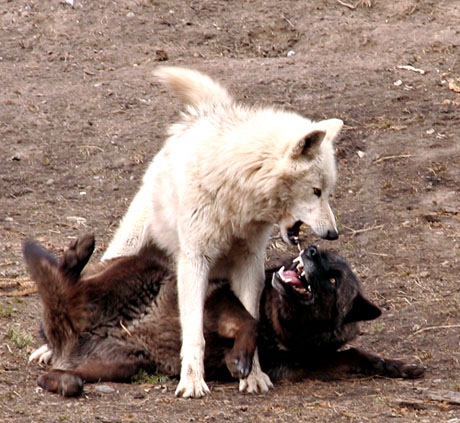 kiba vs darcia