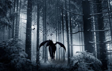 In these shadowed woods by RobynSmales