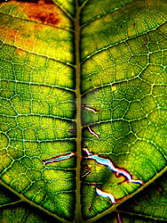 leaf tree