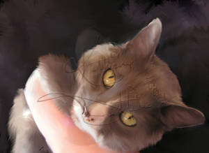 Zuni Chao for Juctoo