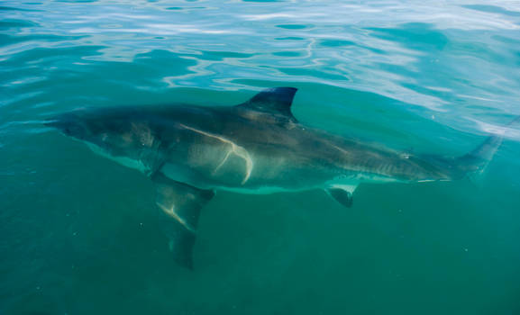 Great White Shark