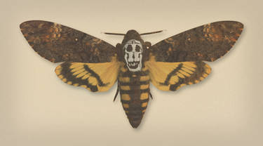 Acherontia Atropos a la Dali