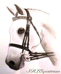 Horse Head Drawing