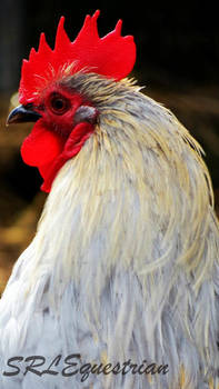 cockerel