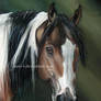 Paint Quarterhorse