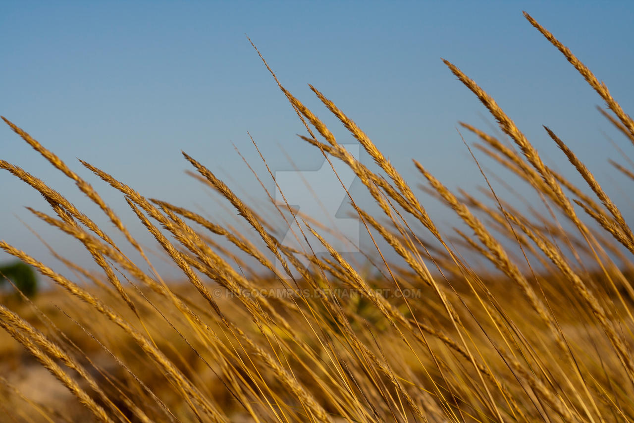 Blowing in the wind - I