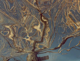 Dali's Tree