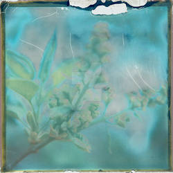 Solarized -Flowers-