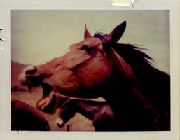 Corralled