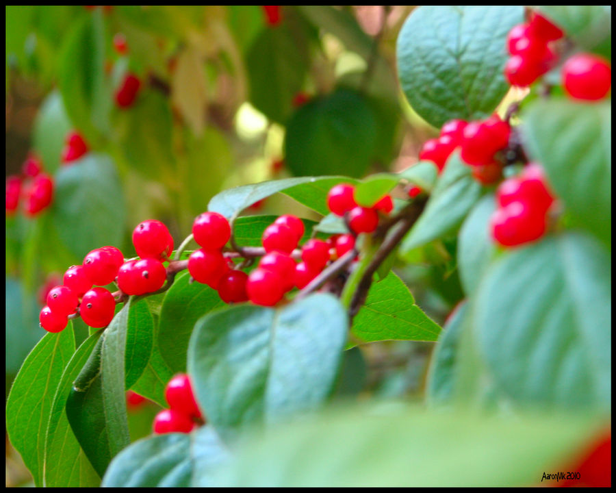 Wraithberry Poison Berries by AaronMk on DeviantArt