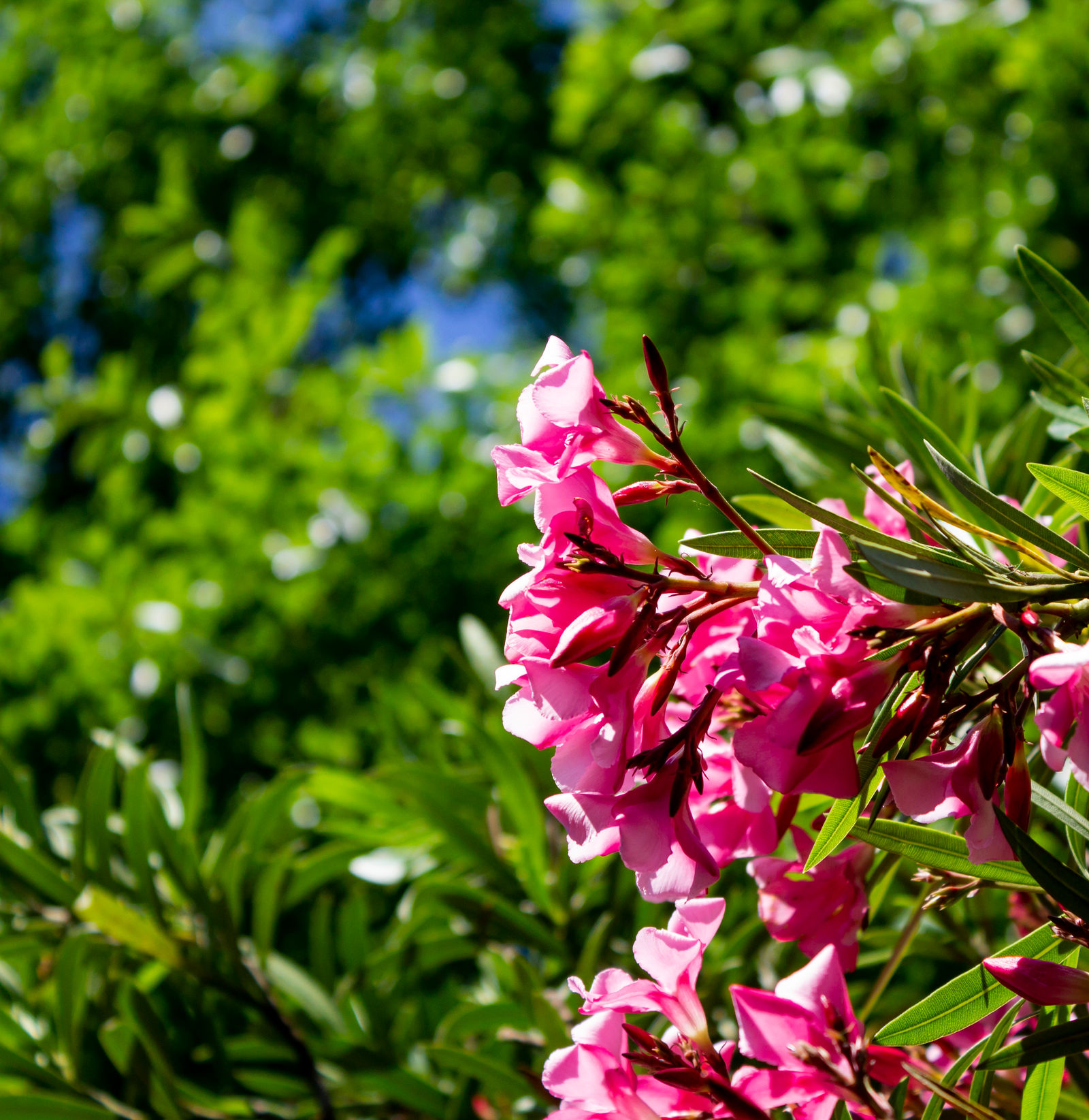 Flowers