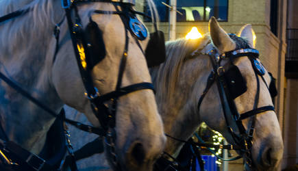 Sleigh Horses by AaronMk