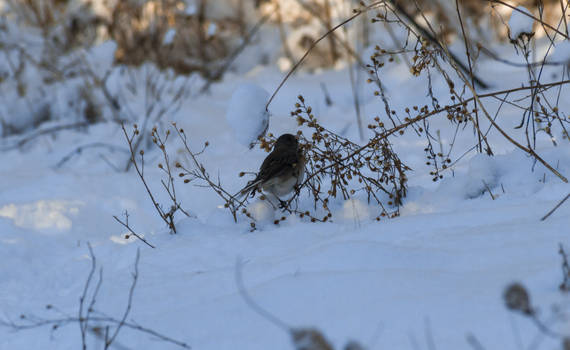 Sparrow In The Snow 2