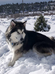 Alaskan Malamute