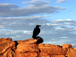 Western Raven Kolkrabe